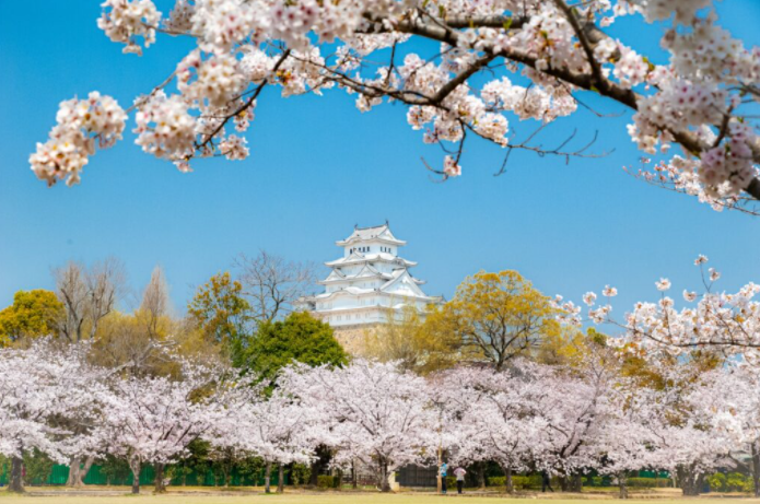 姫路城観桜会 22年春 サクラがいちばん美しく観えるのはどこ さくらモアblog